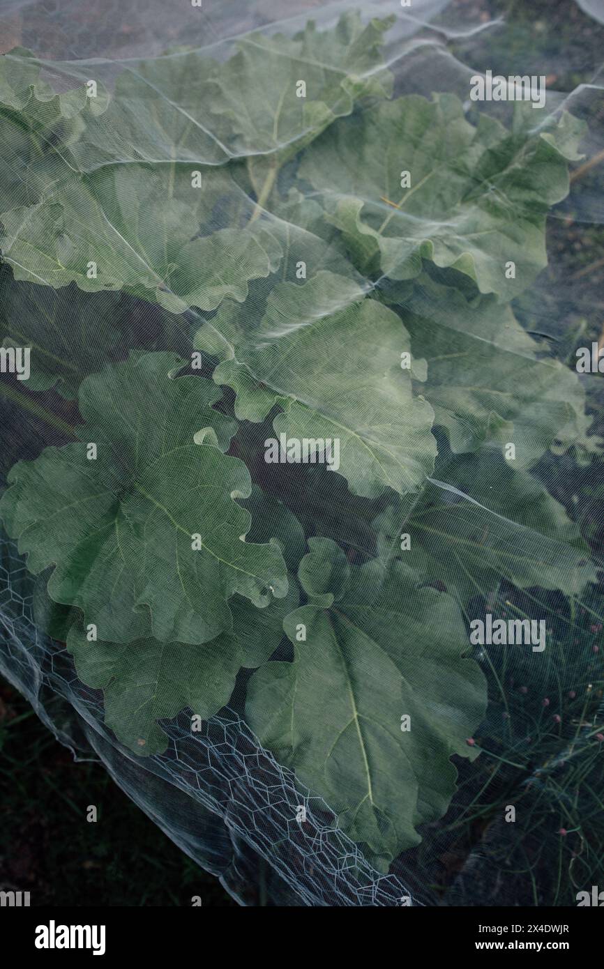 filet couvrant les feuilles de rhubarbe dans le jardin Banque D'Images