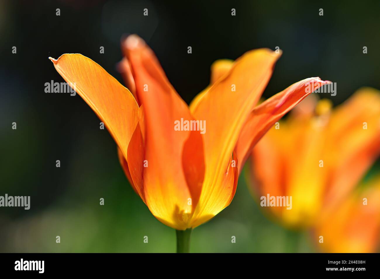 Tulipes (Tulipa) en contre-jour, Bavière, Allemagne, Europe Banque D'Images