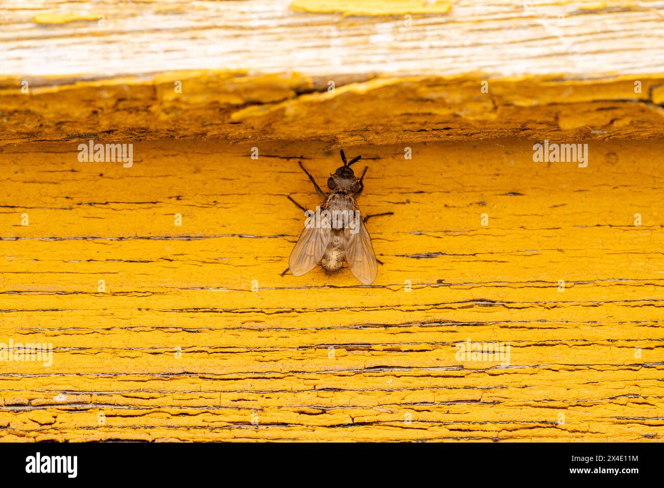 Triarthria setipennis famille Tachinidae genre Triarthria Tachinid mouche sauvage nature photographie d'insectes, image, papier peint Banque D'Images