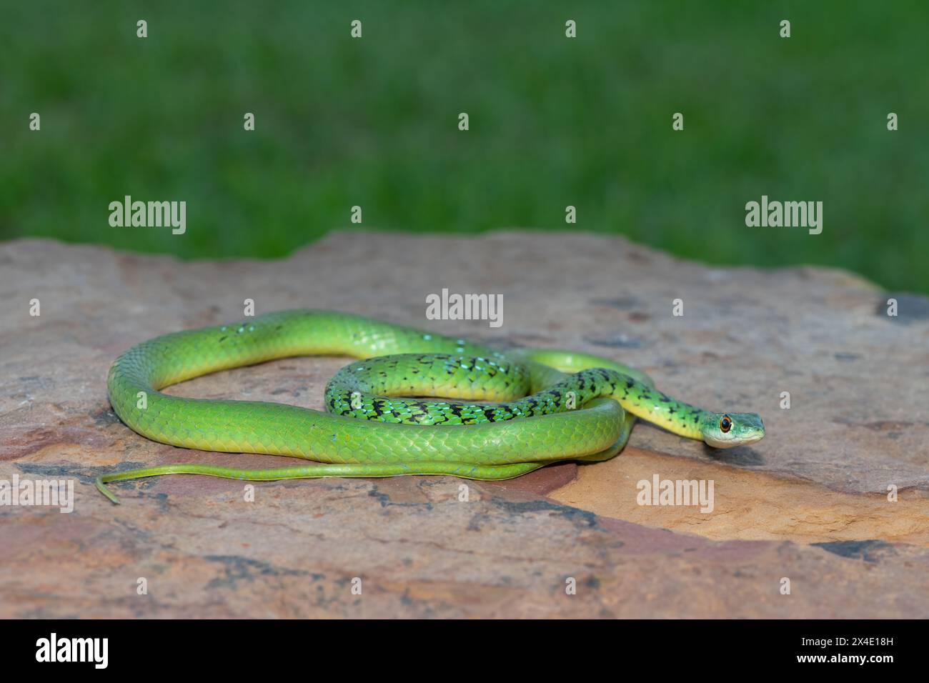 Gros plan d'un beau serpent de brousse tacheté vert (Philothamnus semivariegatus) sur un rocher Banque D'Images