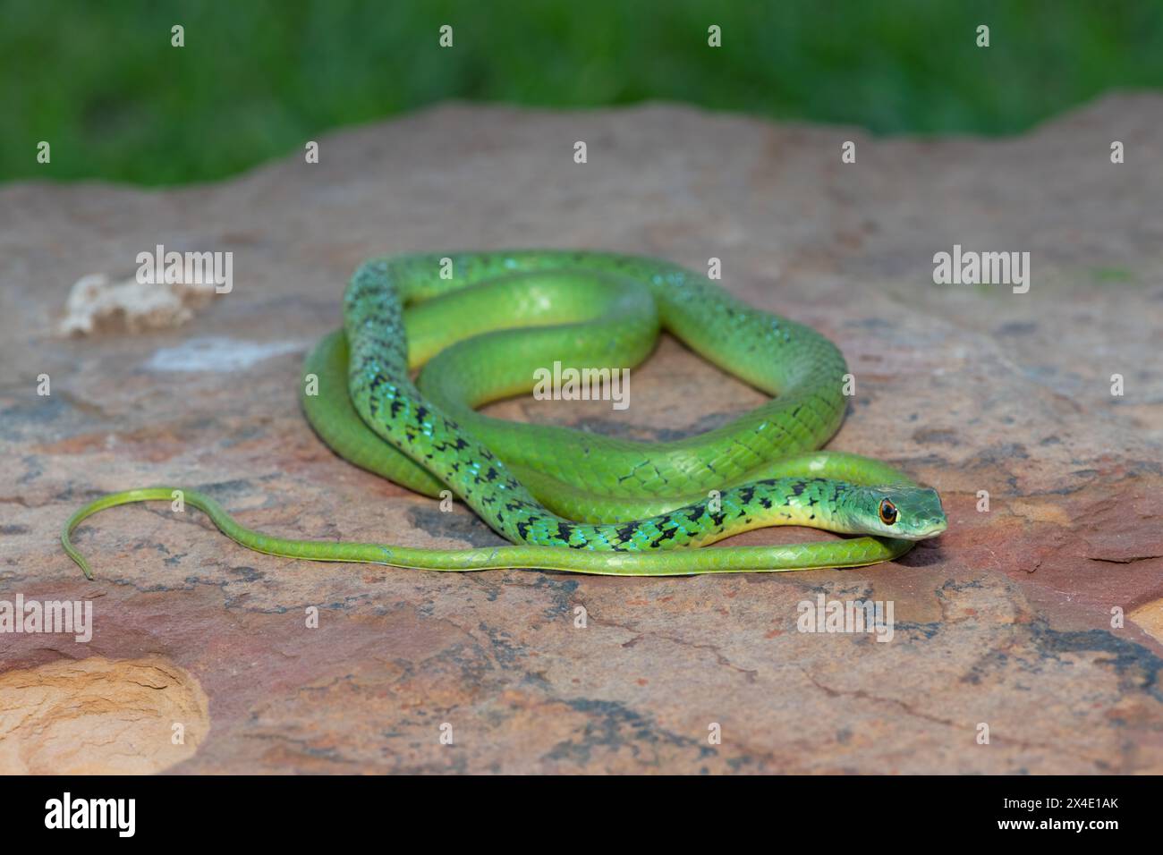 Gros plan d'un beau serpent de brousse tacheté vert (Philothamnus semivariegatus) sur un rocher Banque D'Images