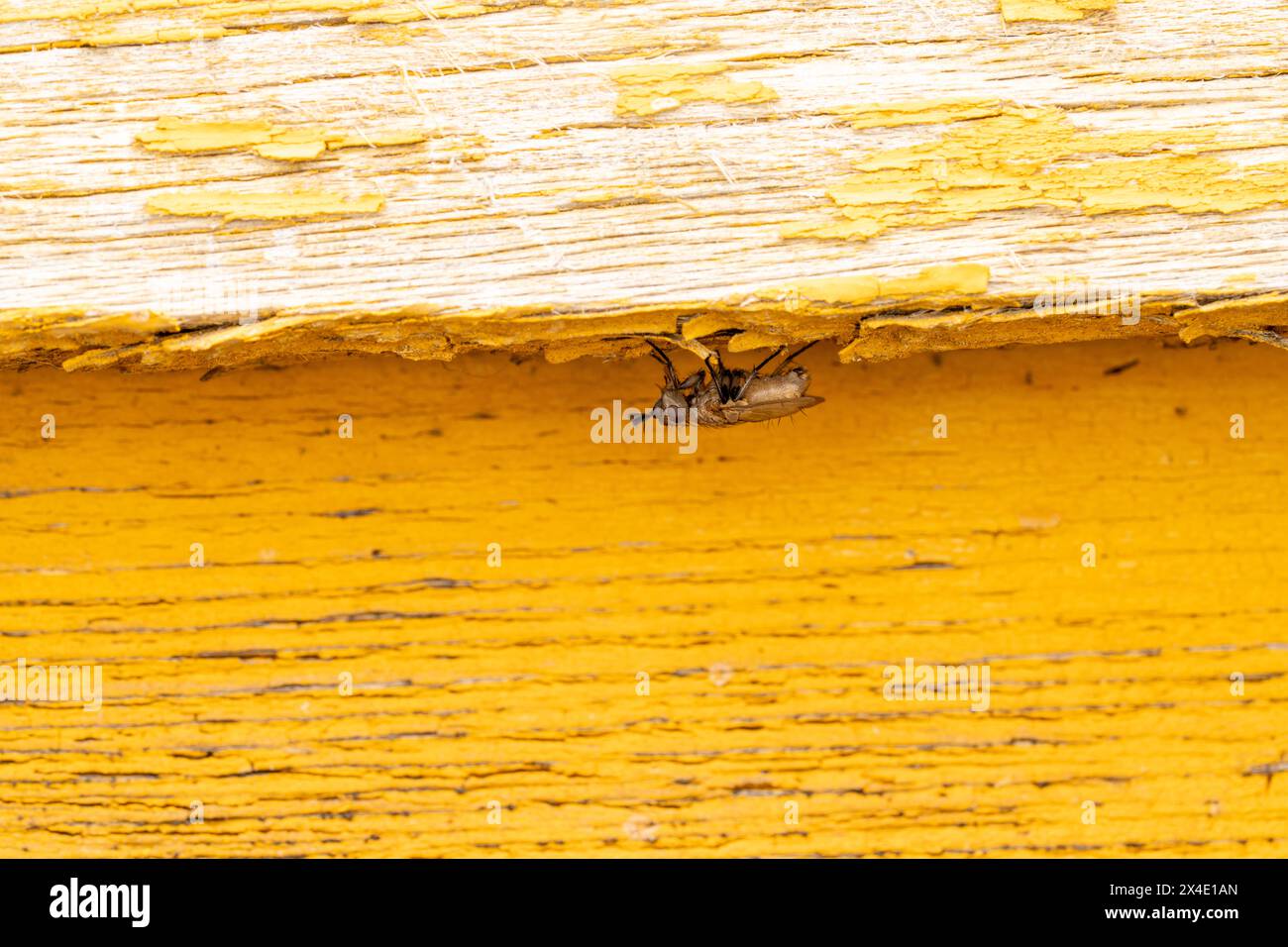 Triarthria setipennis famille Tachinidae genre Triarthria Tachinid mouche sauvage nature photographie d'insectes, image, papier peint Banque D'Images