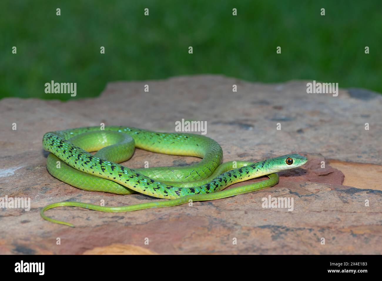 Gros plan d'un beau serpent de brousse tacheté vert (Philothamnus semivariegatus) sur un rocher Banque D'Images