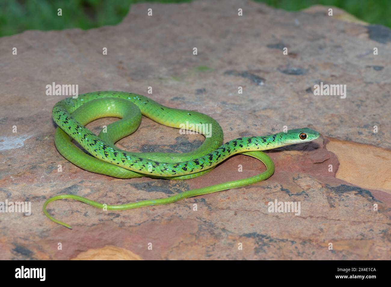 Gros plan d'un beau serpent de brousse tacheté vert (Philothamnus semivariegatus) sur un rocher Banque D'Images