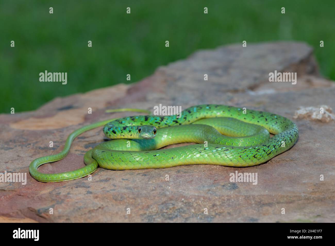 Gros plan d'un beau serpent de brousse tacheté vert (Philothamnus semivariegatus) sur un rocher Banque D'Images