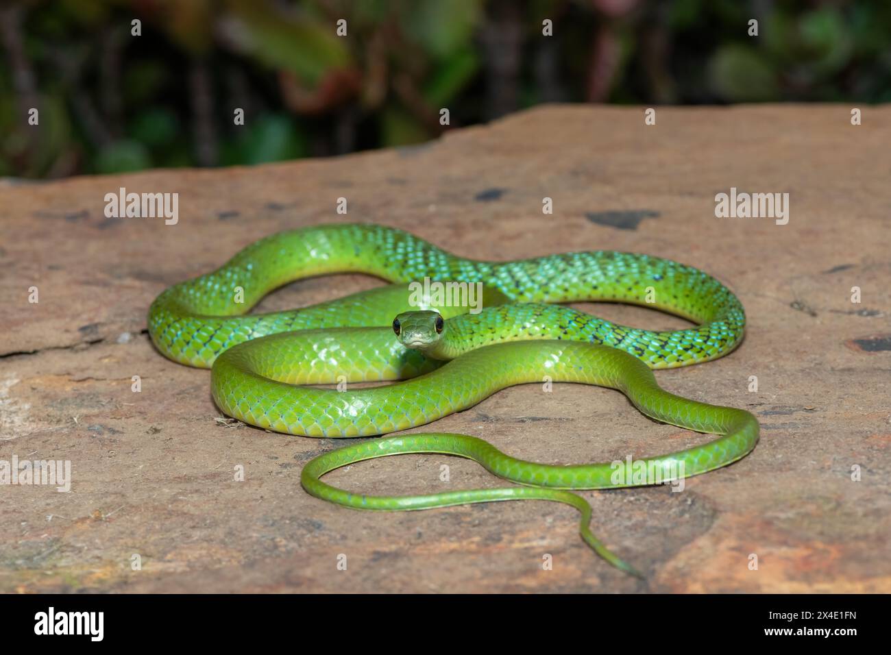 Gros plan d'un beau serpent de brousse tacheté vert (Philothamnus semivariegatus) sur un rocher Banque D'Images