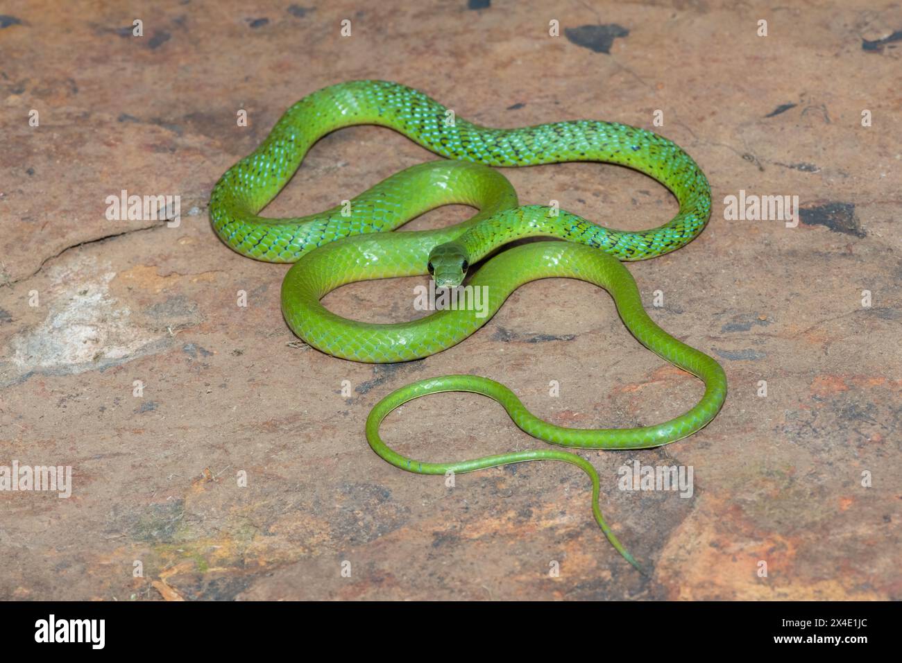 Gros plan d'un beau serpent de brousse tacheté vert (Philothamnus semivariegatus) sur un rocher Banque D'Images