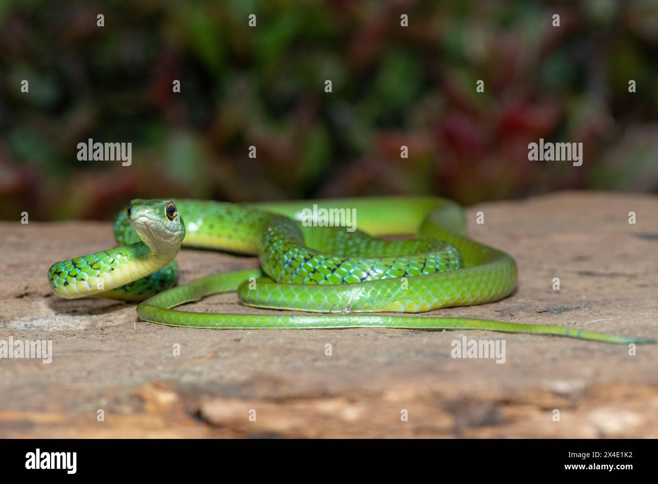 Gros plan d'un beau serpent de brousse tacheté vert (Philothamnus semivariegatus) sur un rocher Banque D'Images