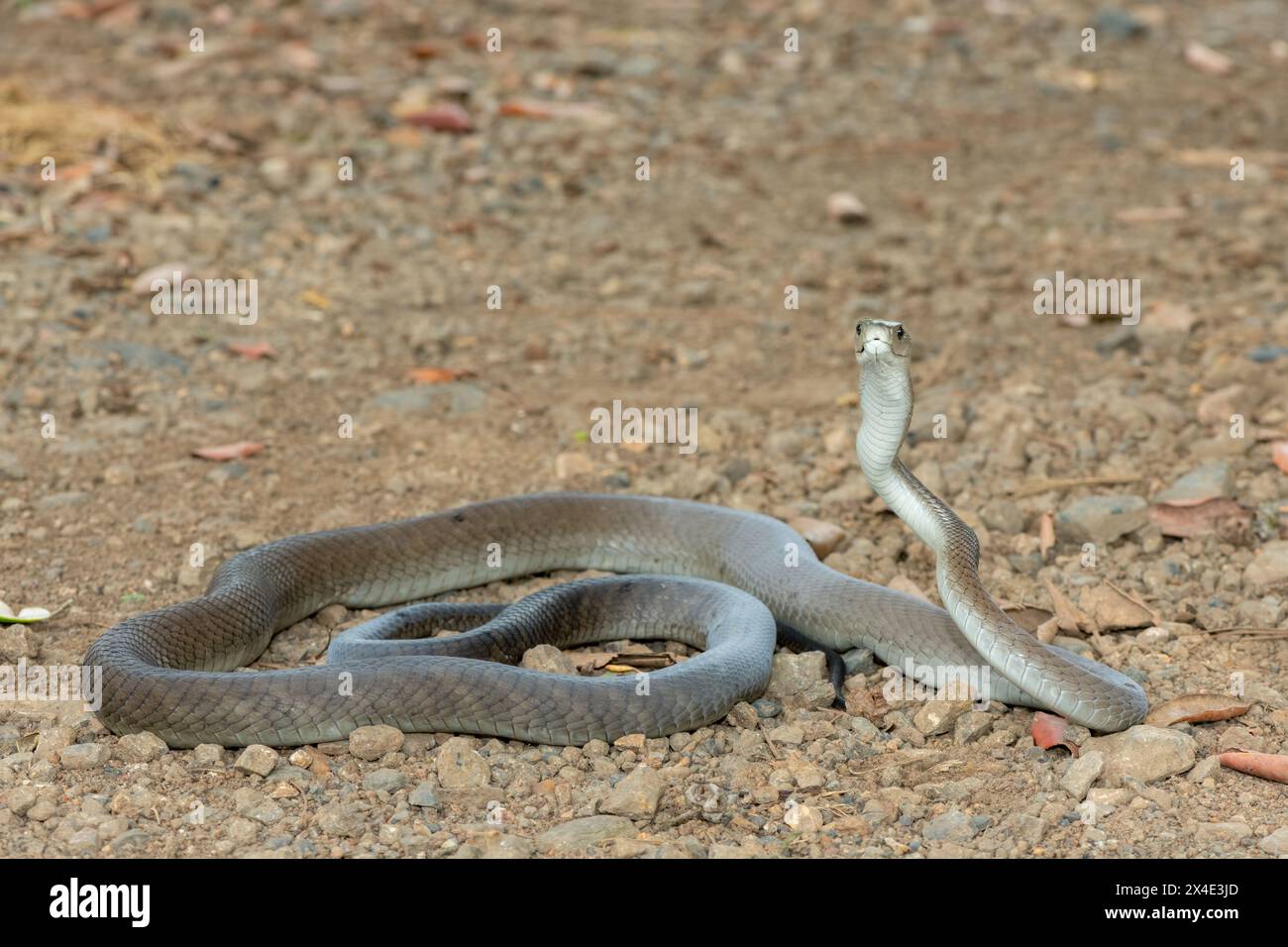 Un mamba noir adulte mortel (Dendroaspis polylepis) dans la nature Banque D'Images