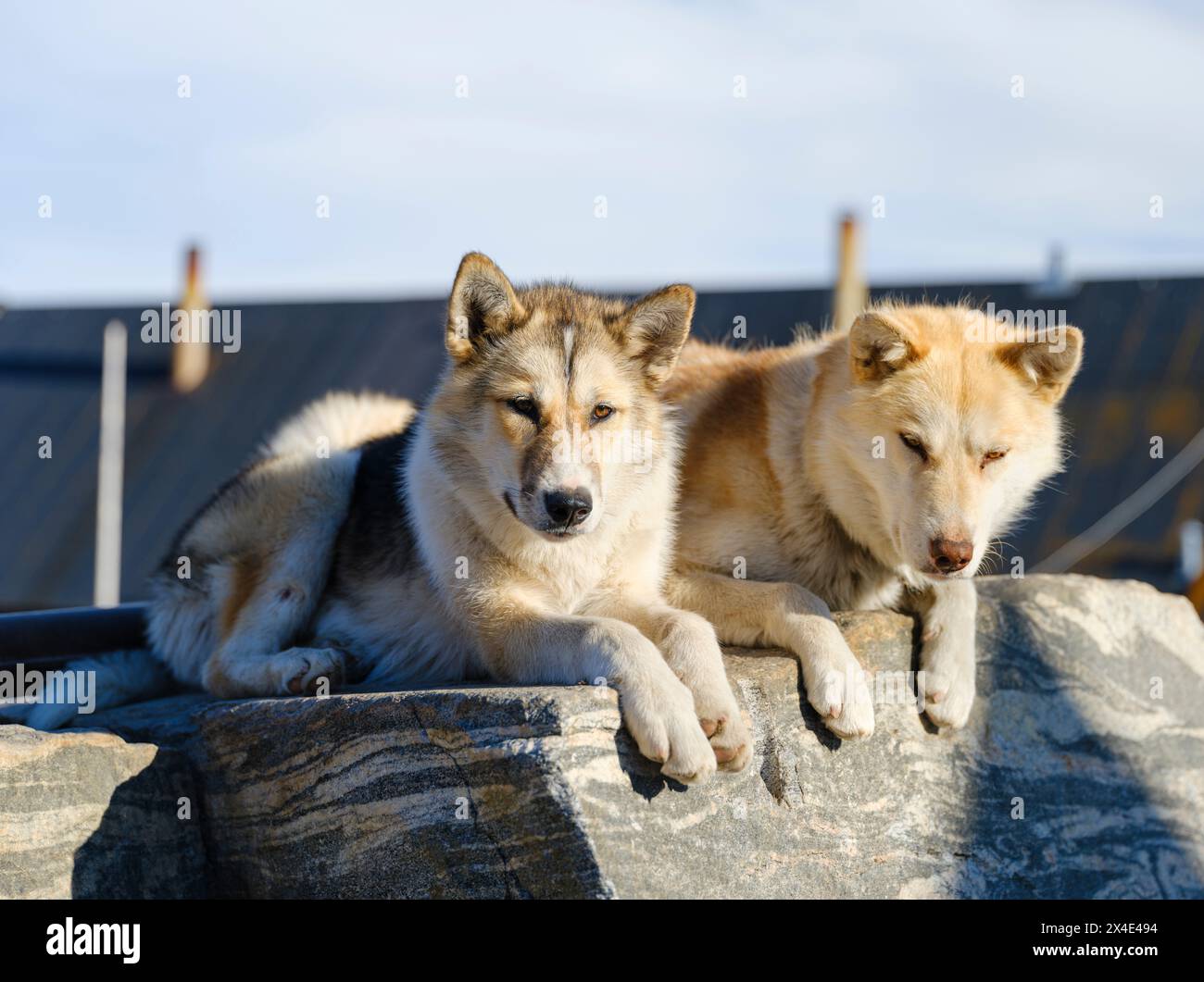 Chien de traîneau dans la petite ville Uummannaq. Pendant l'hiver, les chiens sont encore utilisés comme équipes de chiens pour tirer les traîneaux des pêcheurs. Groenland, territoire danois Banque D'Images