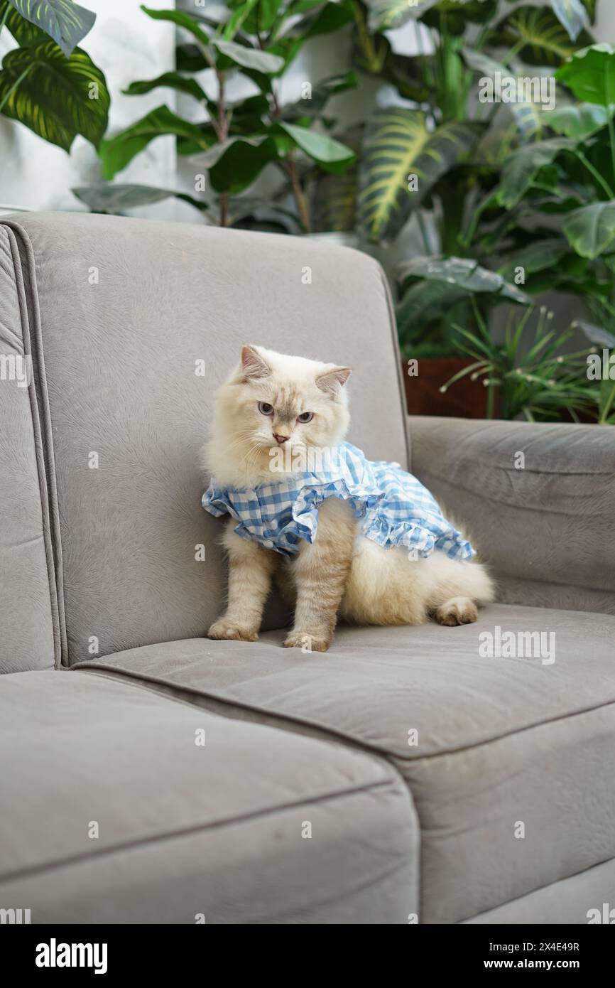 Portrait d'un chat ragdoll de fourrure blanche dans une chemise à carreaux, chat mignon mignon avec les yeux pointus Banque D'Images