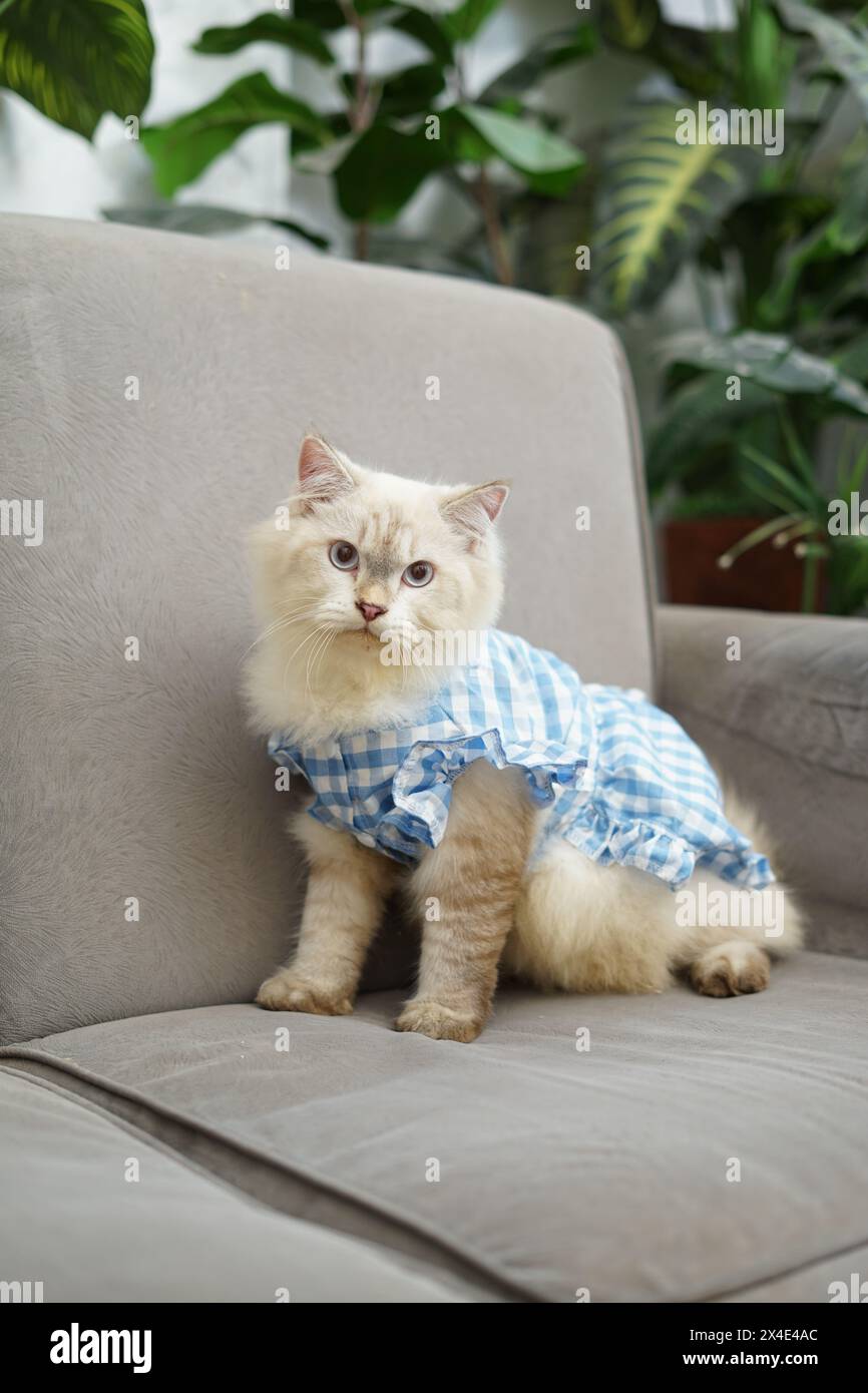 Portrait d'un chat ragdoll en fourrure blanche dans une chemise à carreaux bleu assis sur un canapé gris dans une salle de concept de jardin tropical Banque D'Images