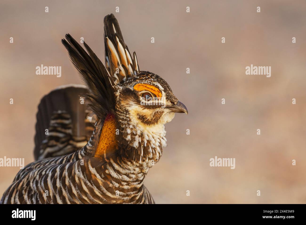 Poulet de prairie, gros plan portrait, plaines orientales du Colorado, États-Unis Banque D'Images