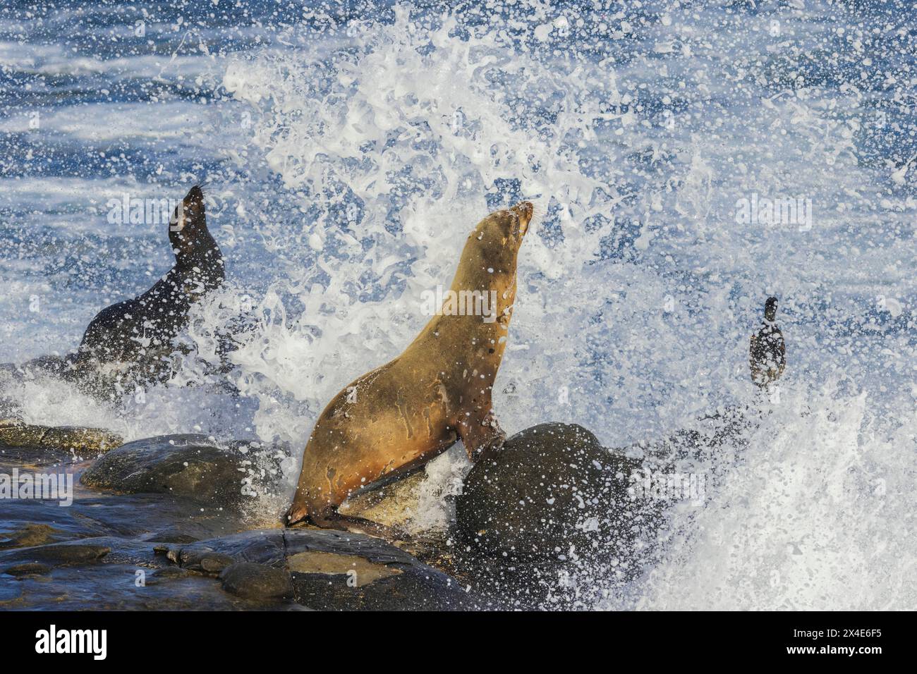 California Sea Lions, marée entrante, côte sud de la Californie, États-Unis Banque D'Images