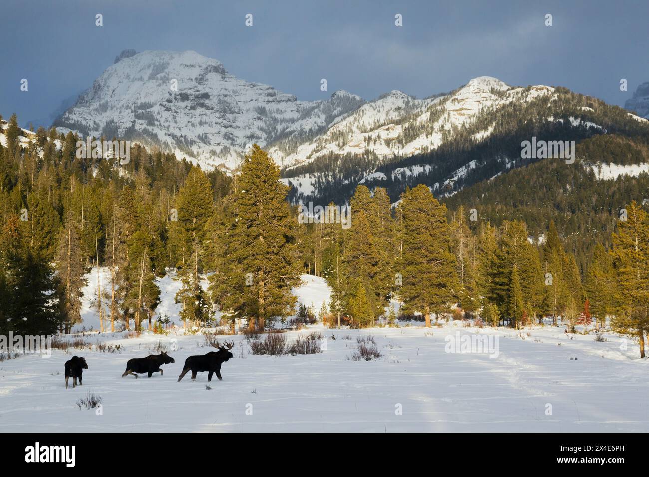 Shiras Moose Bull, hiver des montagnes Rocheuses Banque D'Images Shiras Moose Bull, hiver des montagnes Rocheuses Banque D'Images