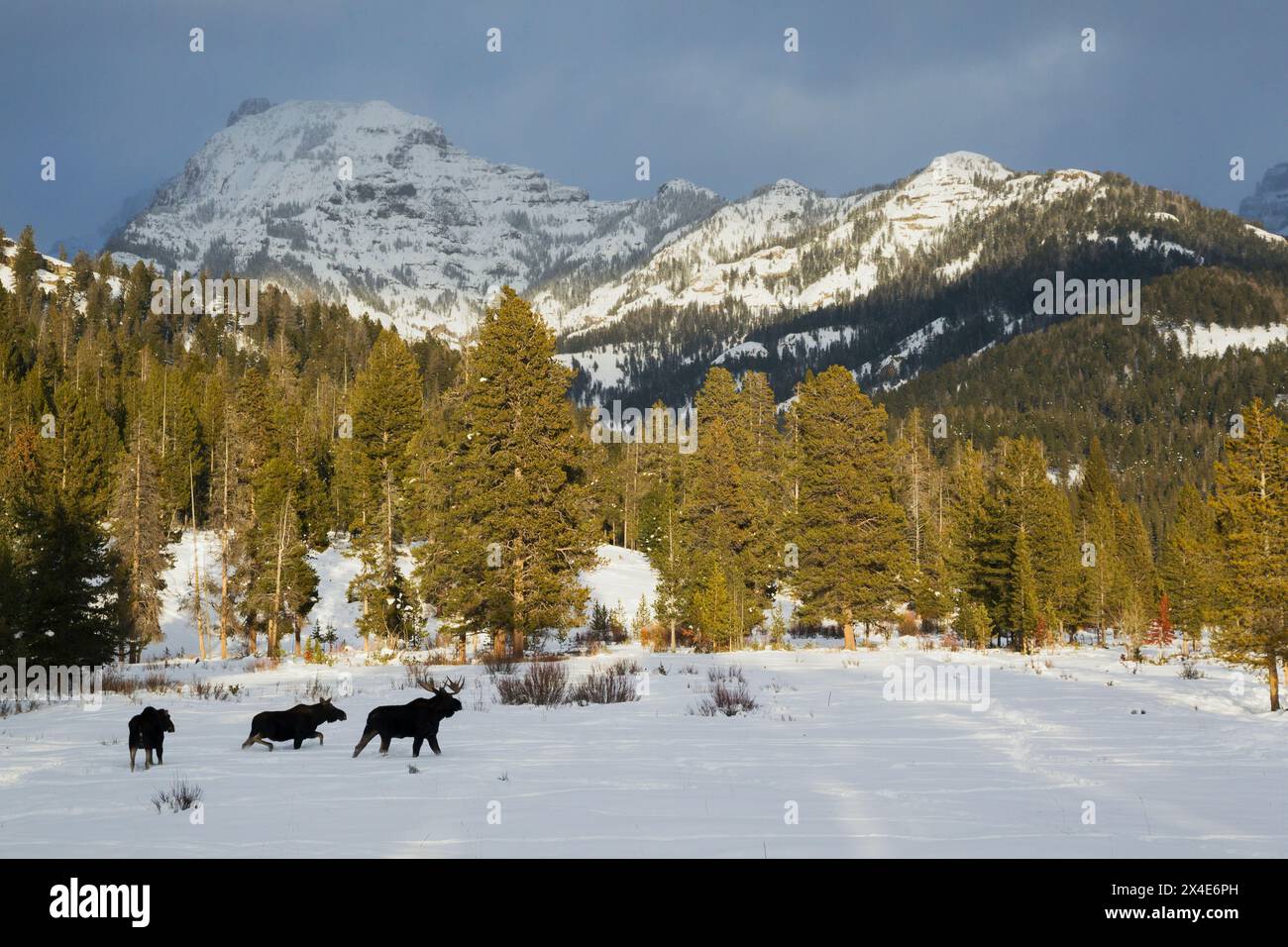 Shiras Moose Bull, hiver des montagnes Rocheuses Banque D'Images