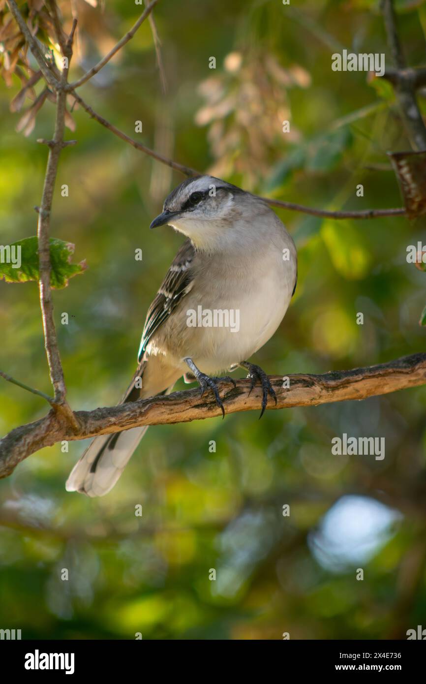 oiseau, arbre, oiseaux, arbres, paysage, paysages, vert, forêt, nature Banque D'Images