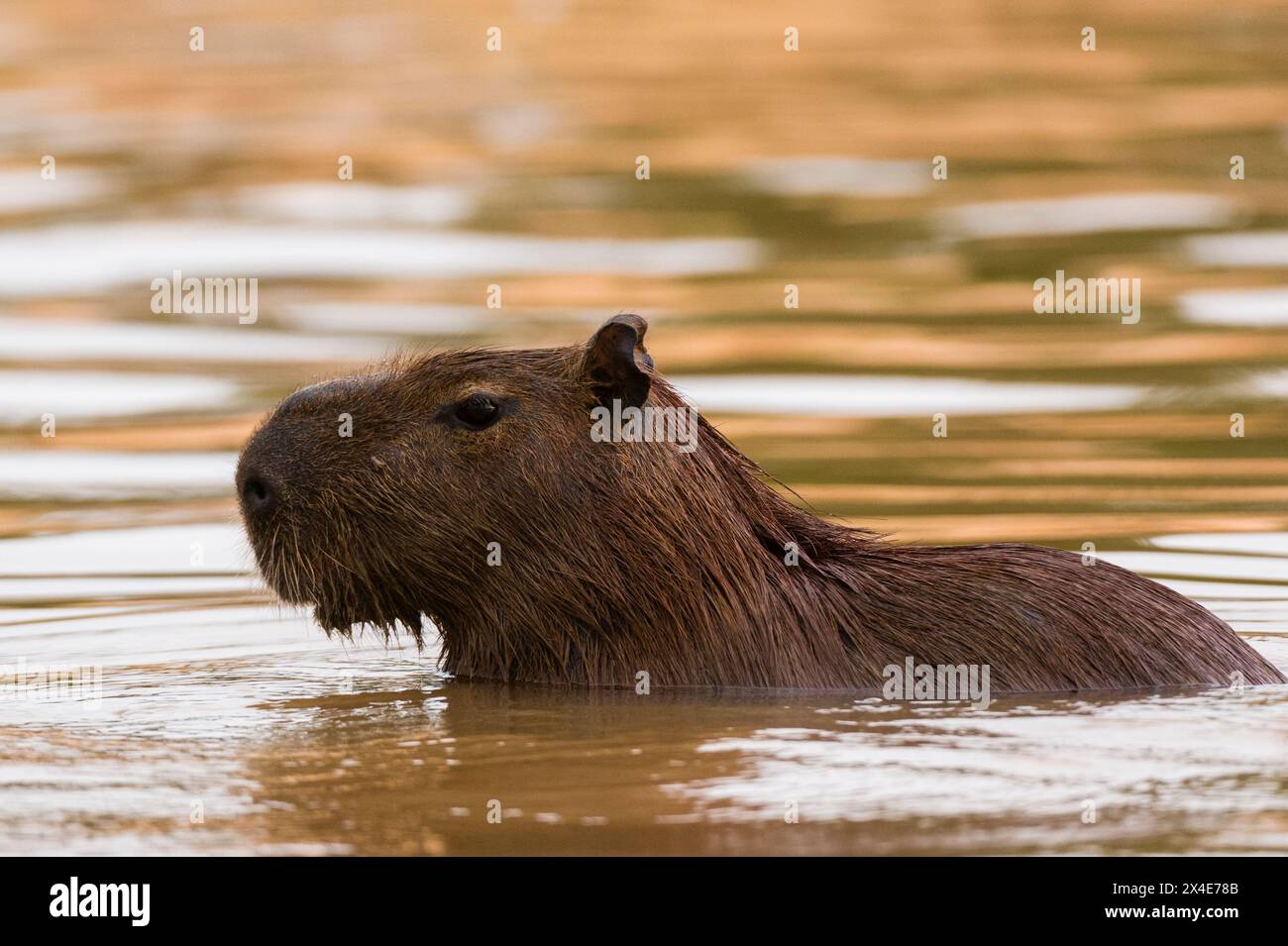 Un Capybara, Hydrochoerus Hydrochoerus, dans la rivière Cuiaba. Mato Grosso do Sul State, Brésil. Banque D'Images