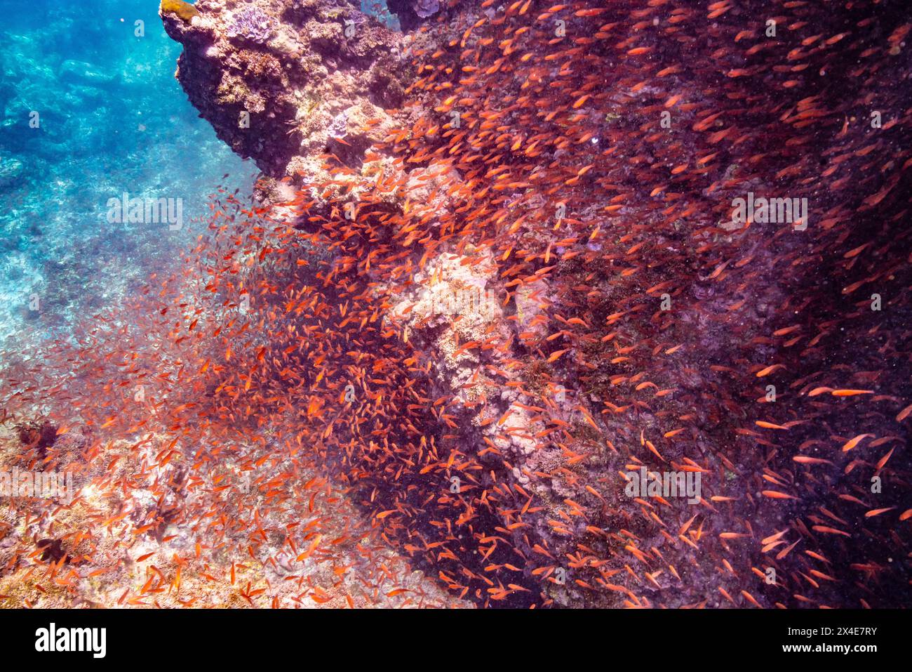 Equateur, Parc national des Galapagos, Île d'Espanola, Gardiner Bay. Poisson cardinal et récif corallien. Banque D'Images