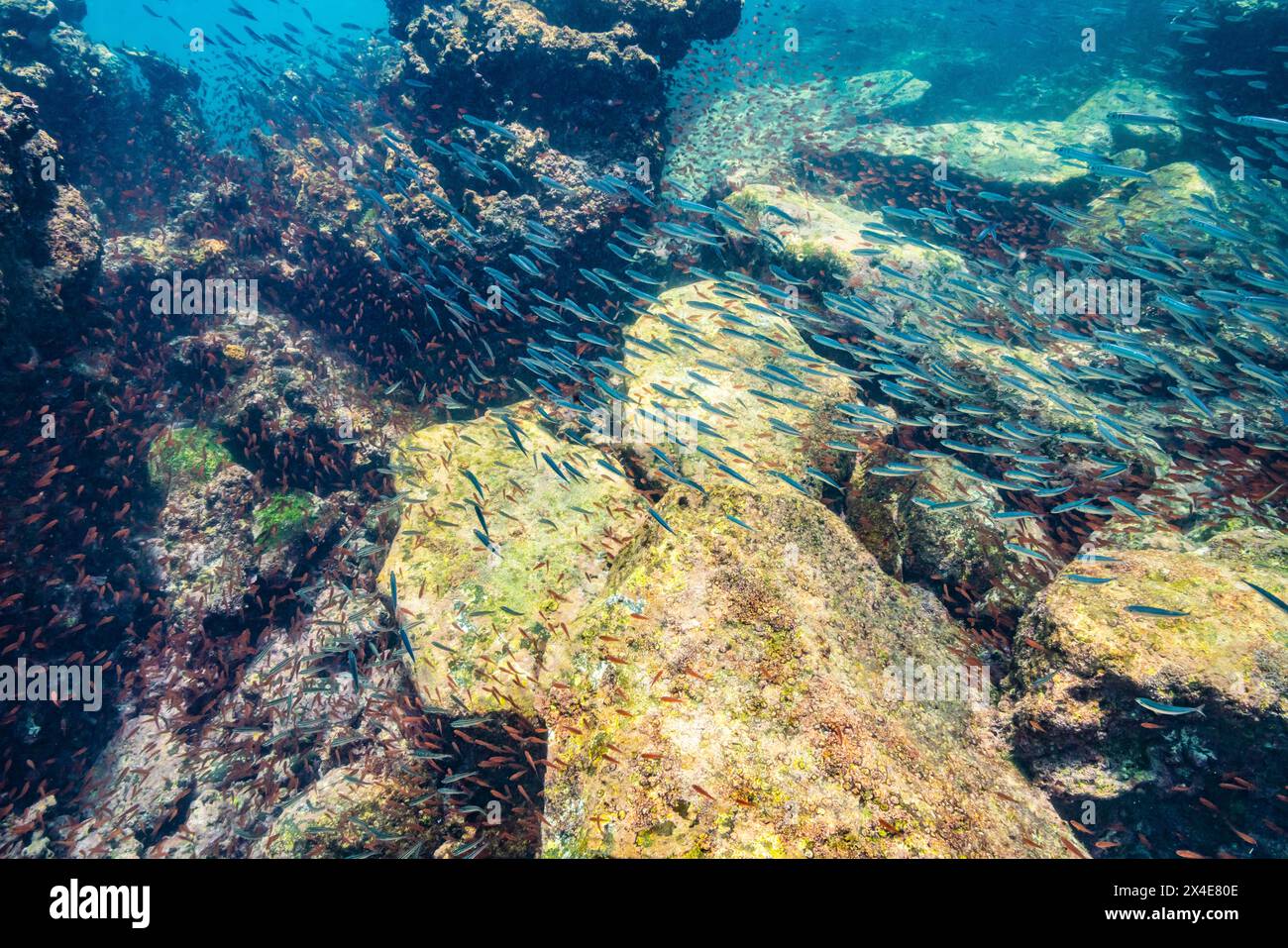 Equateur, Parc national des Galapagos, Île d'Espanola, Gardiner Bay. École d'anchois et récif corallien. Banque D'Images