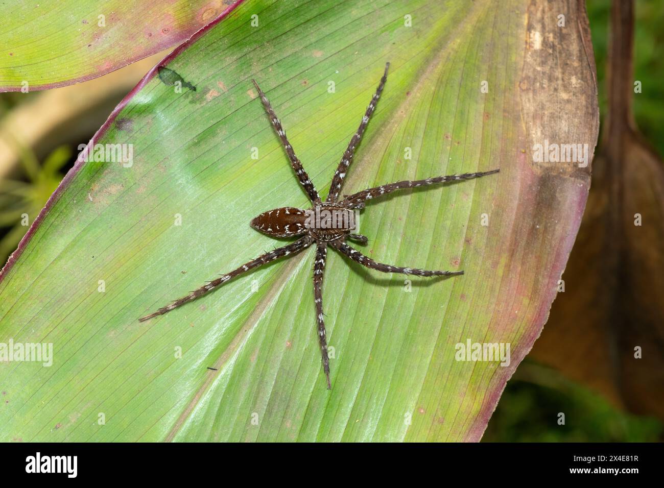 Une belle araignée de pêche (Nilus sp) sur une grande feuille verte près d'un étang Banque D'Images