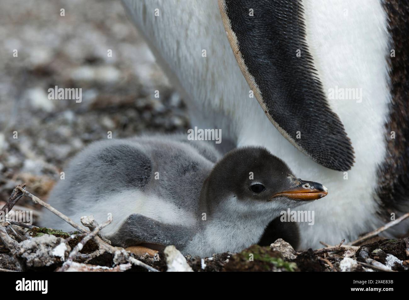 Un pingouin Gentoo, Pygoscelis Papua. Sea Lion Island, îles Falkland Banque D'Images