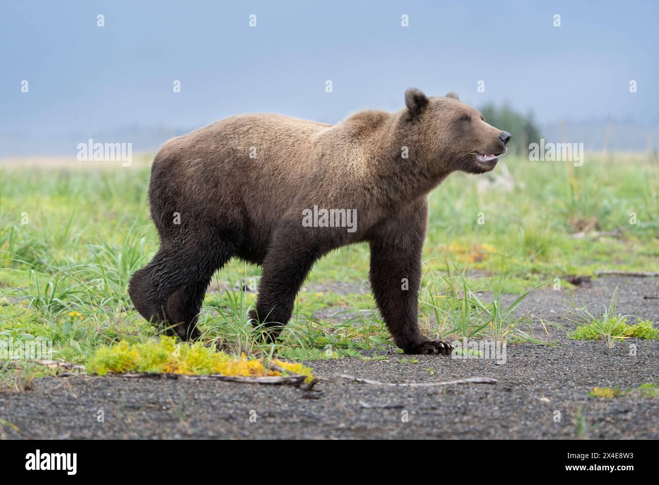 États-Unis, Alaska, parc national de Lake Clark. Gros plan sur les grizzlis. Banque D'Images