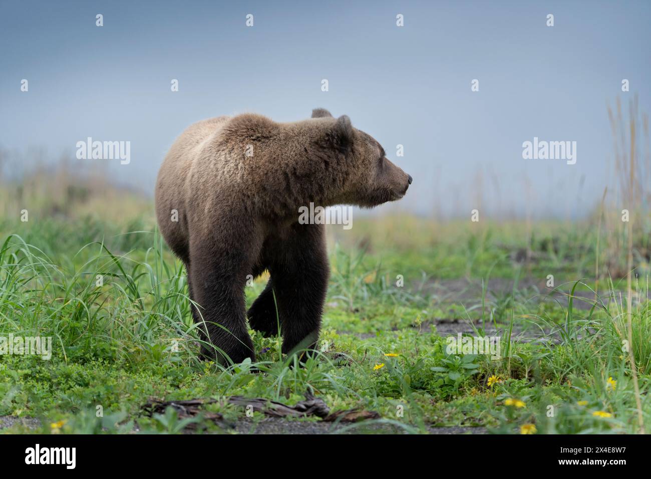 États-Unis, Alaska, parc national de Lake Clark. Gros plan sur les grizzlis. Banque D'Images