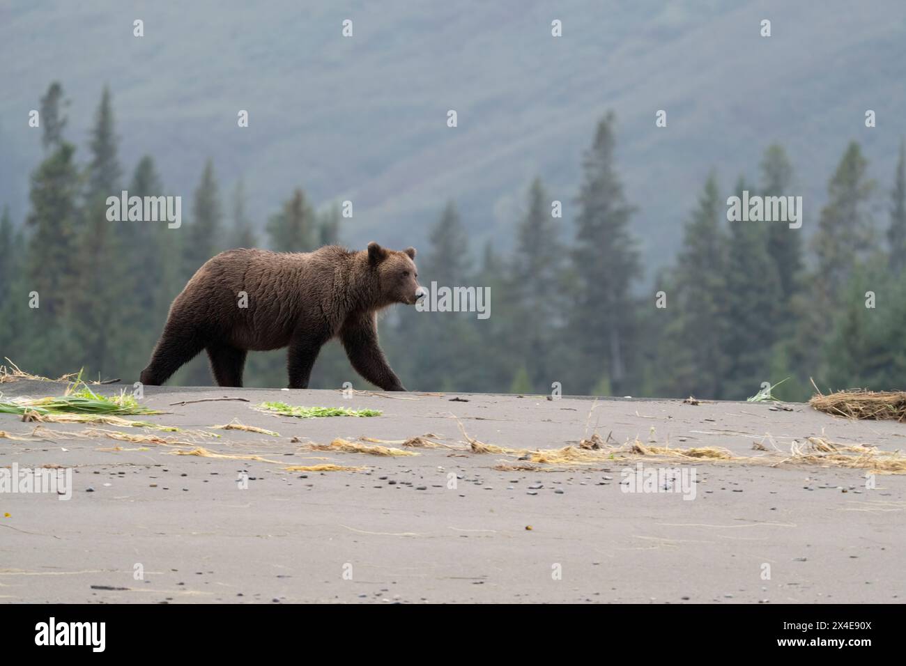 États-Unis, Alaska, parc national de Lake Clark. Ours grizzli marchant sur la plage de sable de Cook Inlet. Banque D'Images