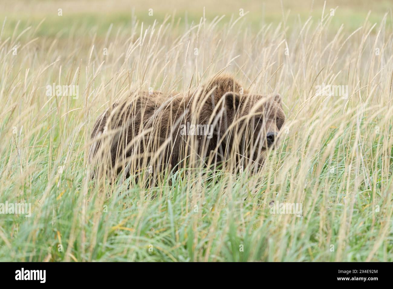 États-Unis, Alaska, parc national de Lake Clark. Ours grizzli dans les hautes herbes. Banque D'Images