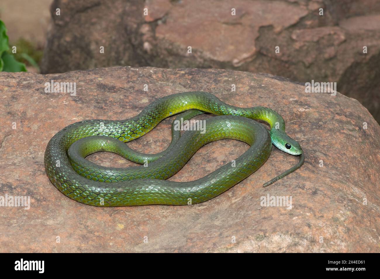 Un beau serpent vert du Natal occidental (Philothamnus occidentalis) se prélassant dans la nature Banque D'Images