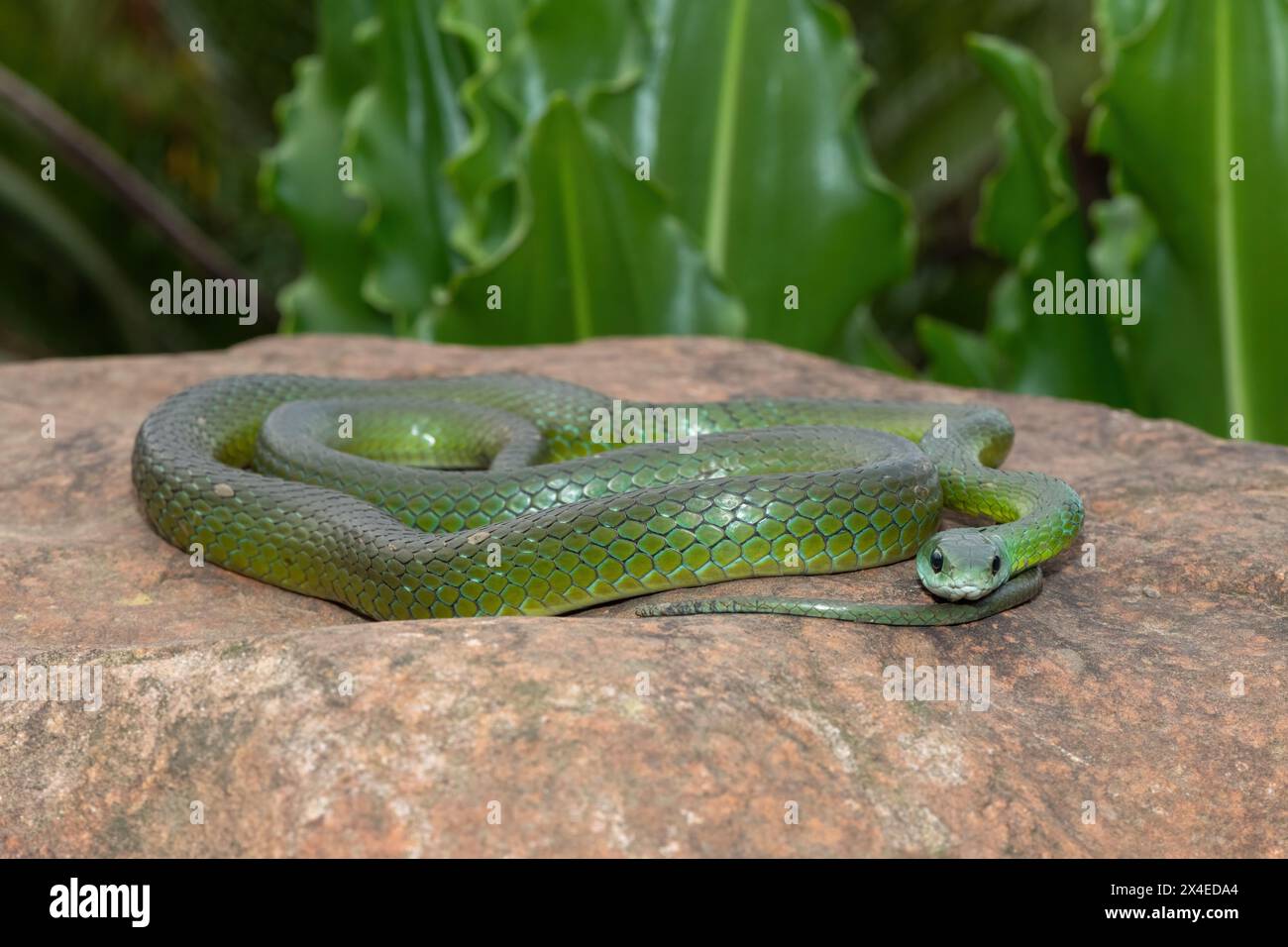 Un beau serpent vert du Natal occidental (Philothamnus occidentalis) se prélassant dans la nature Banque D'Images