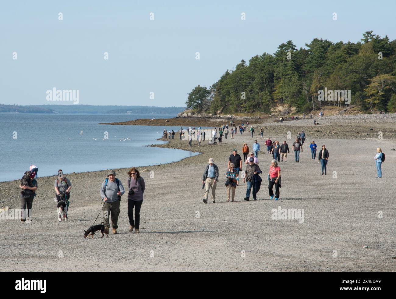 Les touristes marchant sur le banc de sable exposé à-de Bar Harbor à Bar Island à marée basse. Mount dessert Island, Maine, États-Unis Banque D'Images