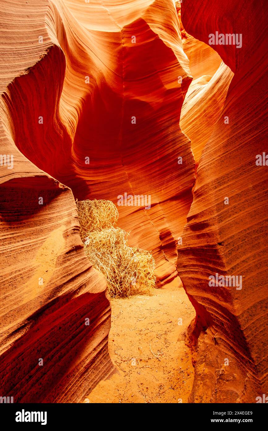 États-Unis, Arizona, Lake Powell Navajo Tribal Park. Tumbleweeds dans les formations rocheuses du canyon des fentes. Banque D'Images