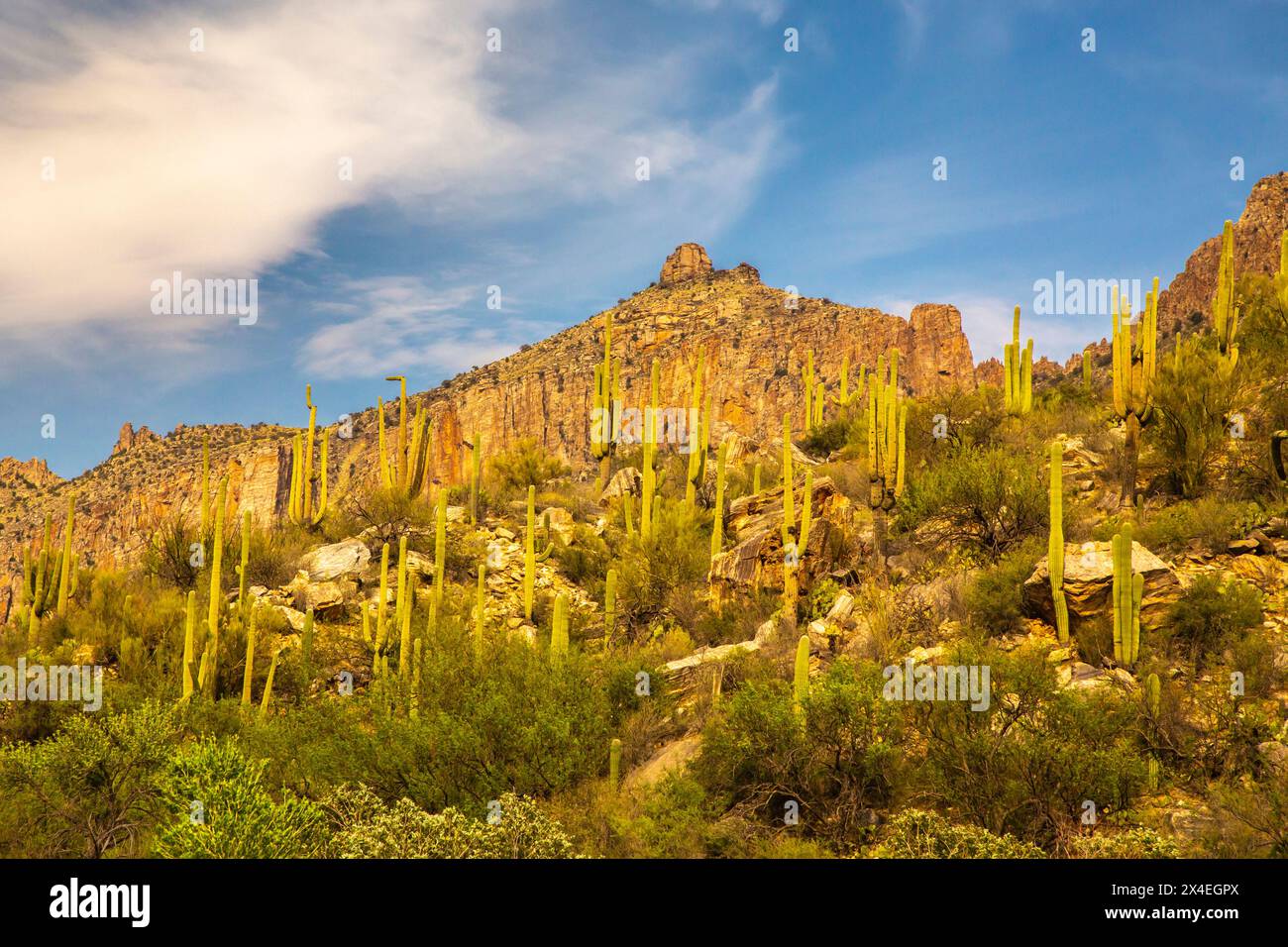 États-Unis, Arizona, Sabino Canyon. Désert de Sonora avec des cactus saguaro à flanc de colline. Banque D'Images