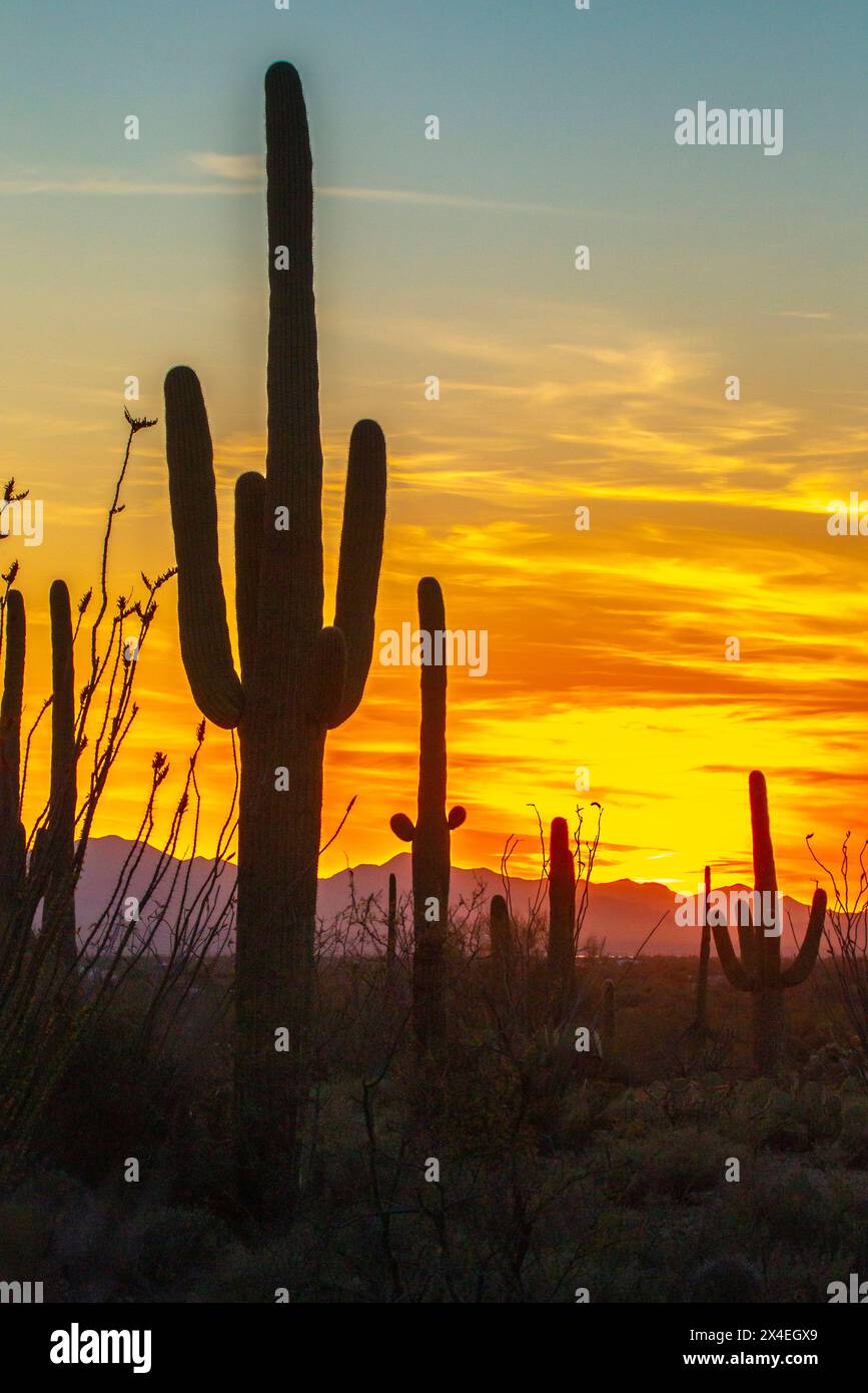 États-Unis, Arizona, Tucson Mountain Park. Silhouettes de cactus Saguaro au coucher du soleil. Banque D'Images