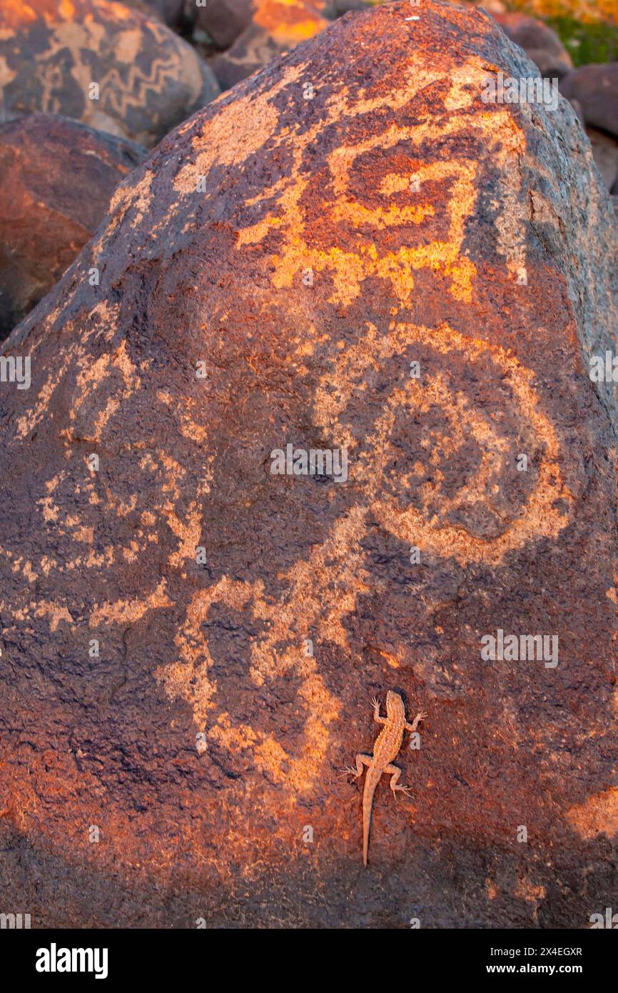 États-Unis, Arizona, site pétroglyphe de Painted Rock. Gros plan de lézard et de pétroglyphes sur les rochers. Banque D'Images