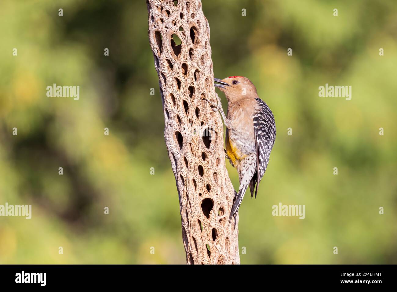 Gila Woodpecker mâle sur arbre, comté de Pima, Arizona. Banque D'Images