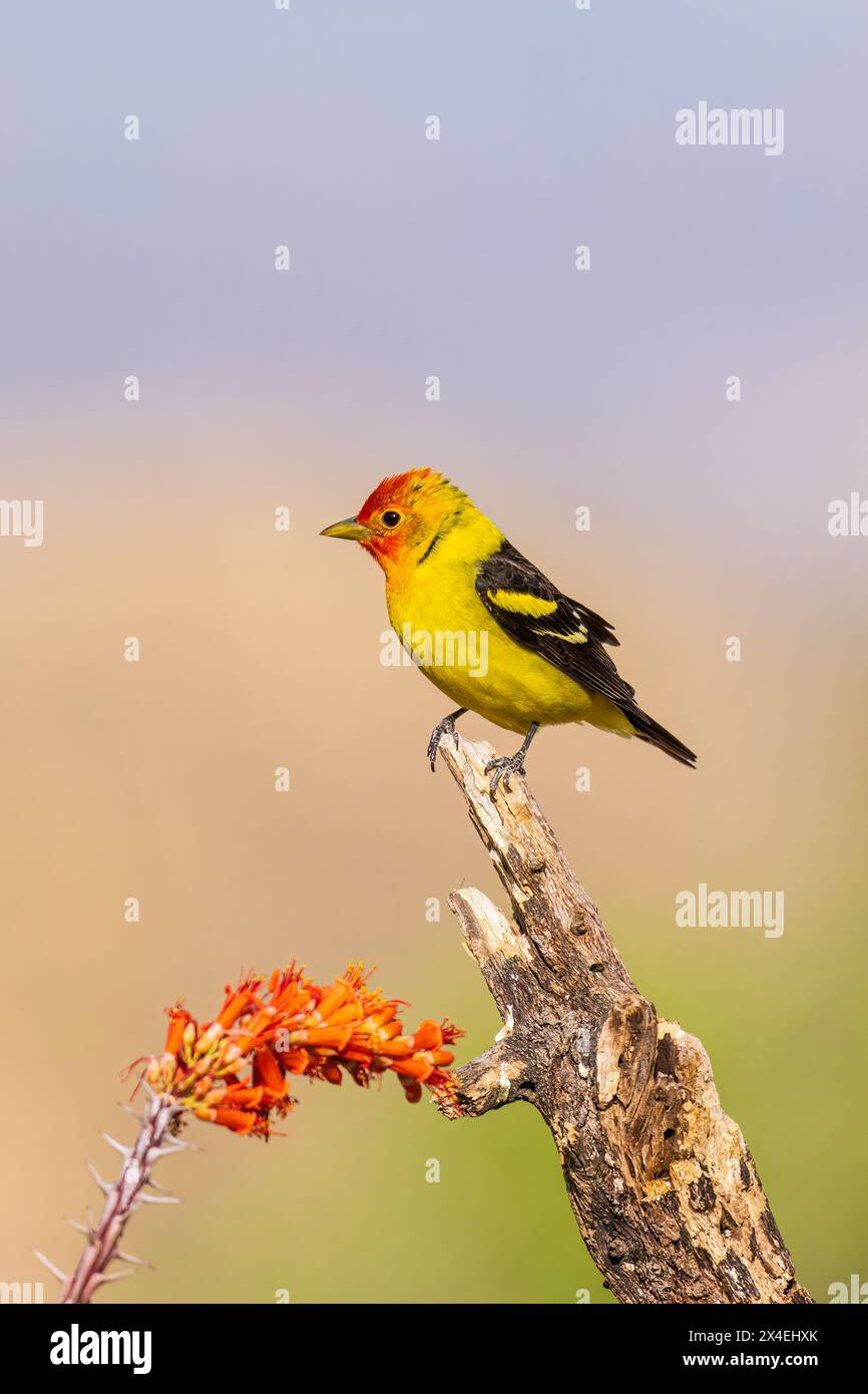 Mâle Tanager occidental près du cactus Ocotillo, comté de Pima, Arizona. Banque D'Images