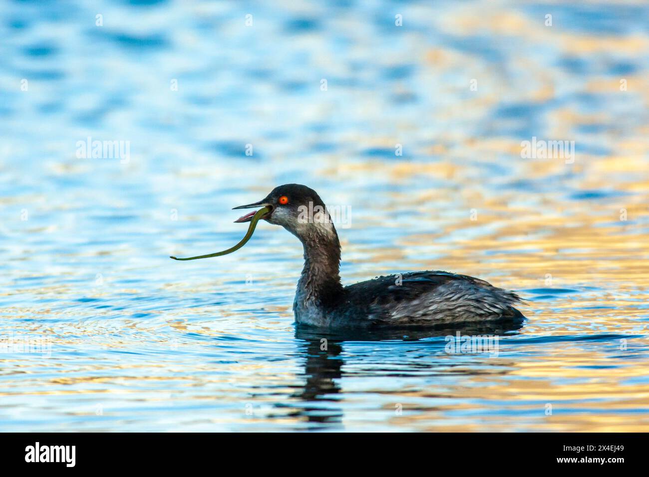 États-Unis, Californie, Morro Bay. Grebe à oreilles mangeant du poisson-cornet dans l'eau. Banque D'Images