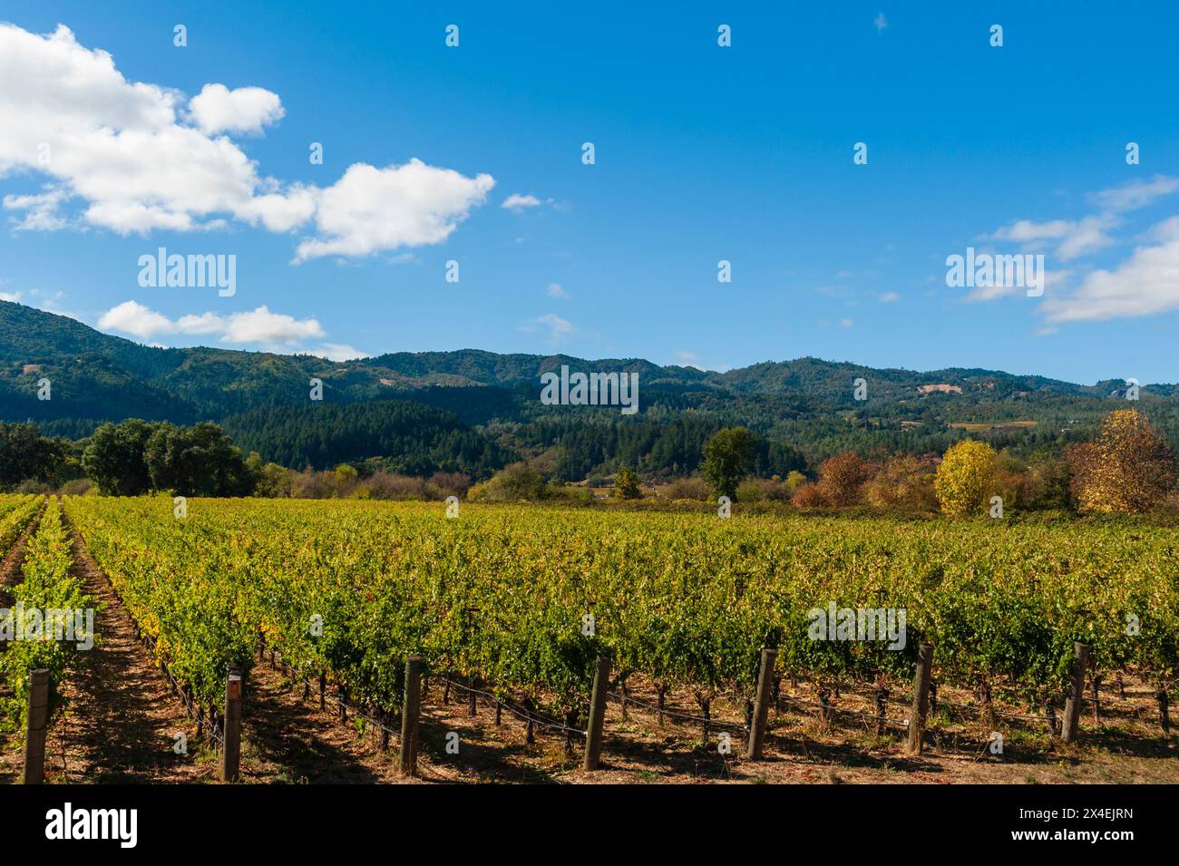 De douces montagnes basses offrent une toile de fond pour des rangées de vignes dans un vignoble de Napa Valley.Napa Valley, Californie. Banque D'Images