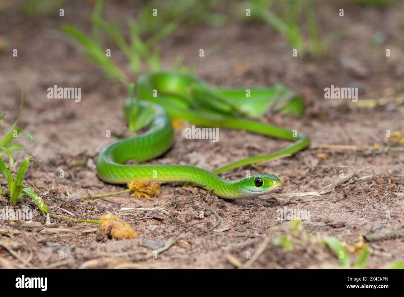 Gros plan d'un beau serpent d'eau vert (Philothamnus hoplogaster) près d'un étang Banque D'Images