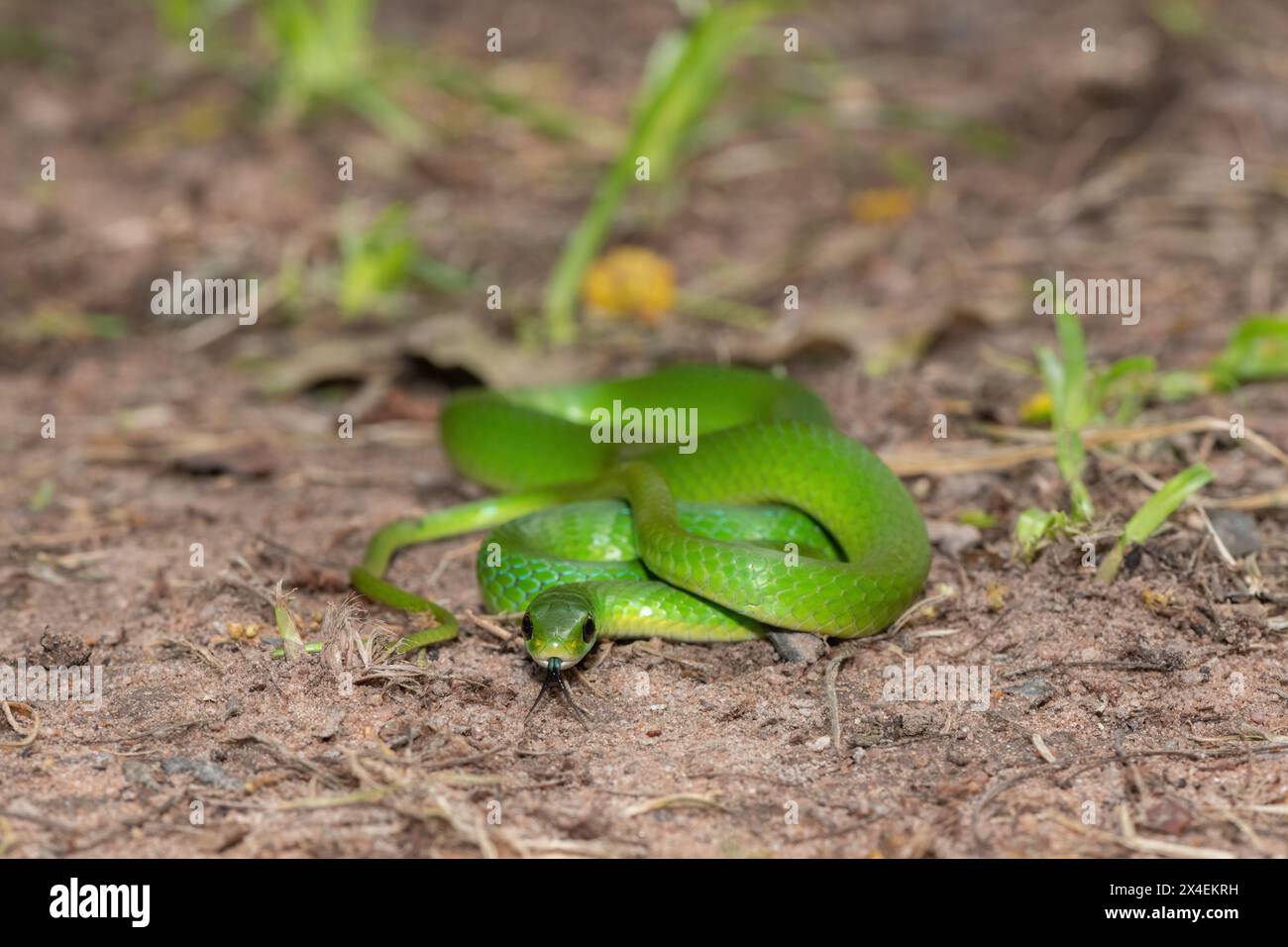 Gros plan d'un beau serpent d'eau vert (Philothamnus hoplogaster) près d'un étang Banque D'Images