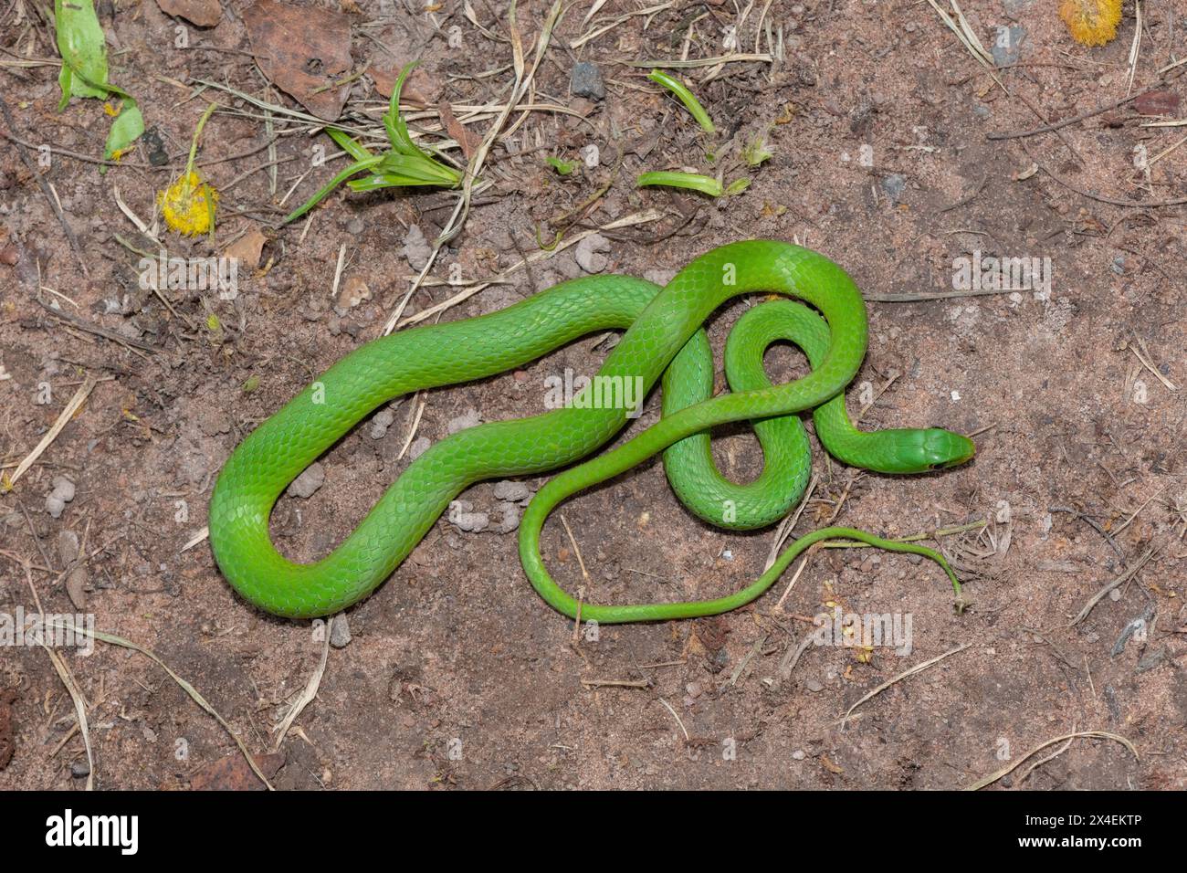 Gros plan d'un beau serpent d'eau vert (Philothamnus hoplogaster) près d'un étang Banque D'Images