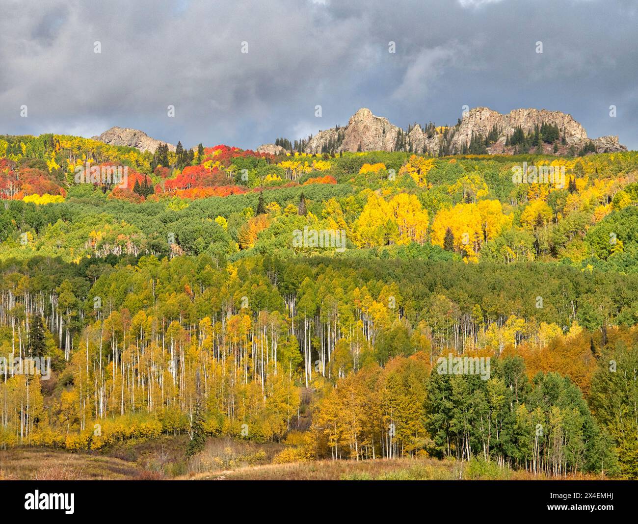 États-Unis, Colorado, Kebler Pass. Couleur vive de l'automne sur Kebler Pass Banque D'Images