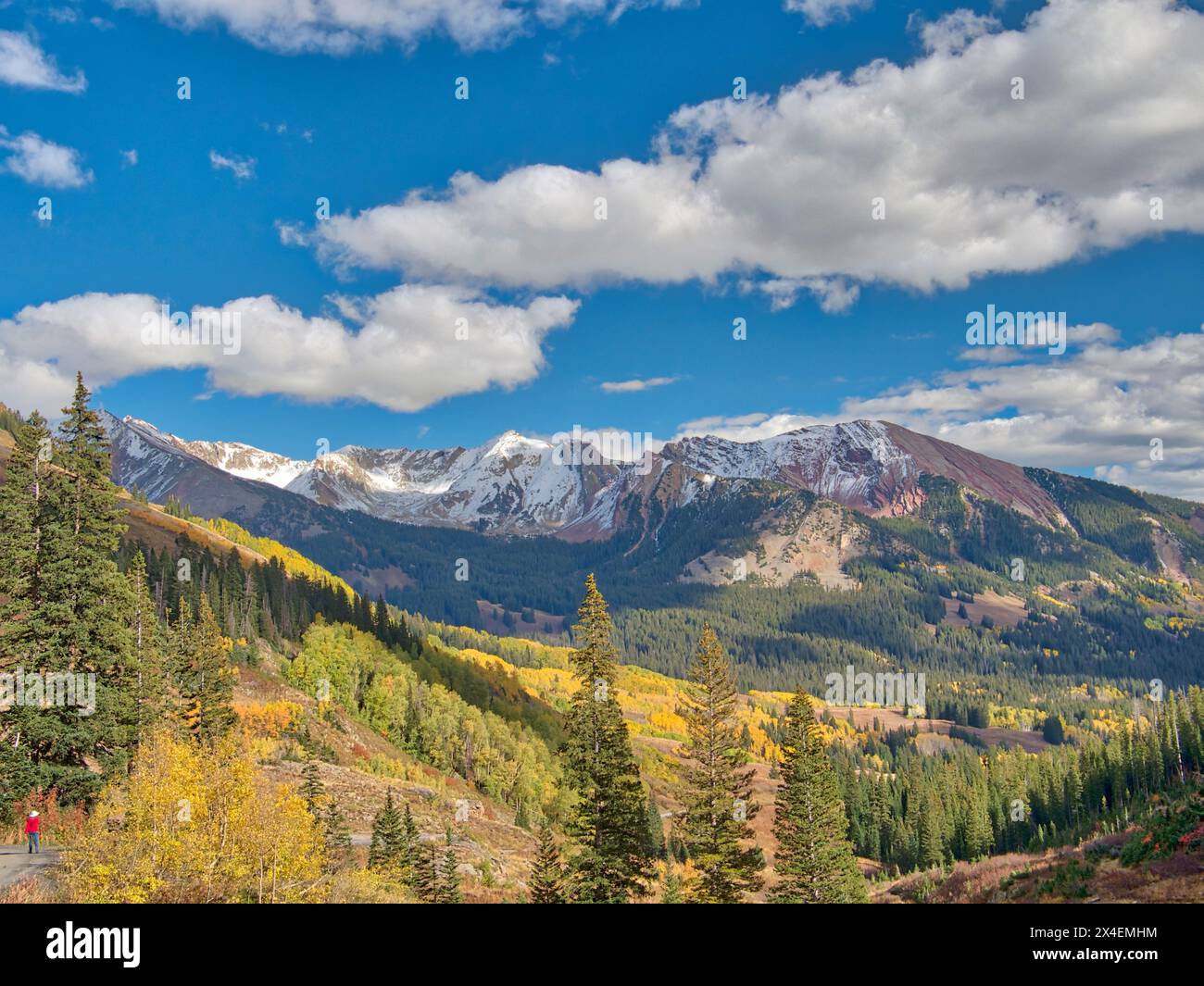 États-Unis, Colorado, Kebler Pass. Feuillage d'automne et arbres d'Aspen à leur apogée, près de Crested Butte Banque D'Images