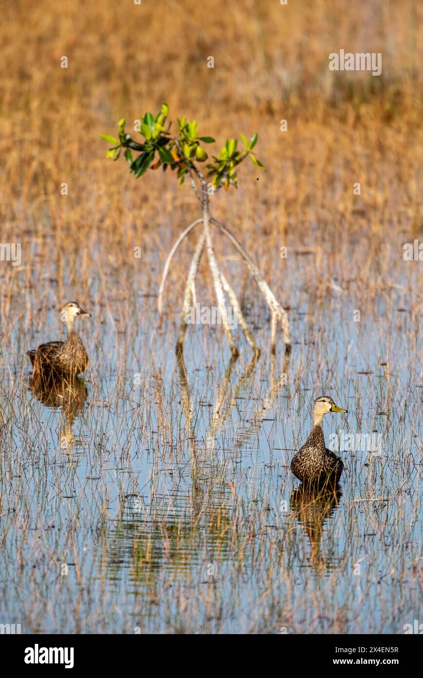 Canards de Floride dans un marais du sud-ouest de la Floride. Banque D'Images
