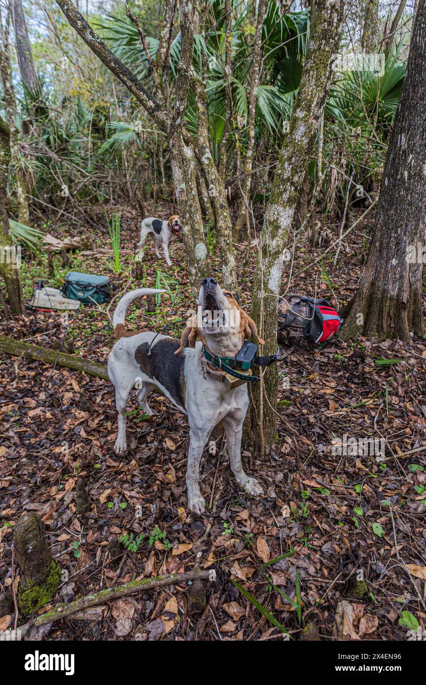 Des chiens spécialement dressés sont utilisés pour suivre les panthères de Floride menacées. Banque D'Images