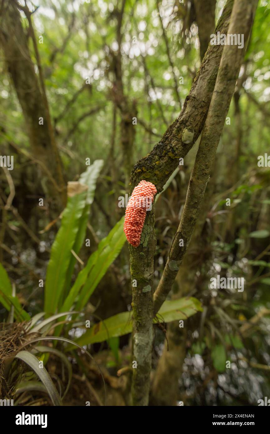 Masse d'oeufs de l'escargot exotique de pomme de l'île dans un marais du sud de la Floride. Banque D'Images