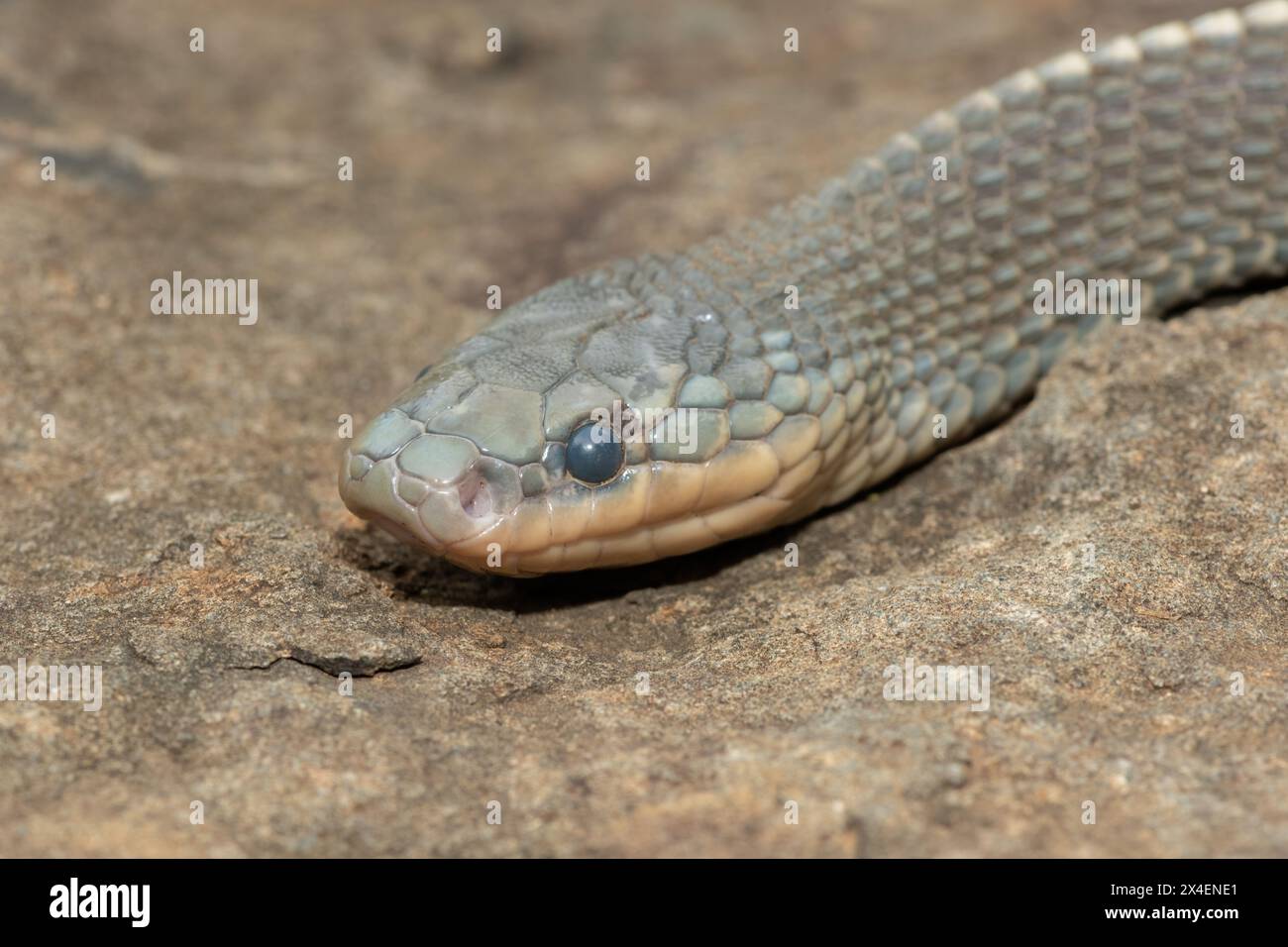 Un serpent sauvage du Cap (Limaformosa capensis), également connu sous le nom de serpent commun du Cap, s'est enroulé sur un rocher à la fin de l'après-midi de l'été Banque D'Images